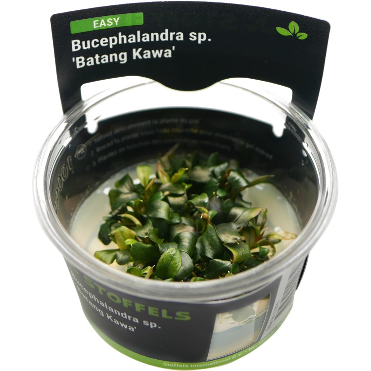 Planta acvariu Bucephalandra Batang Kawa in vitro Stoffels - imagine 4